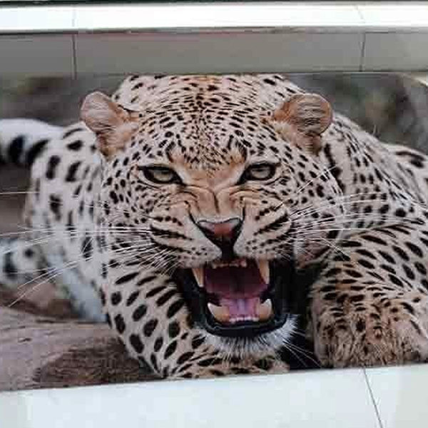 Paillasson léopard qui rugit lr